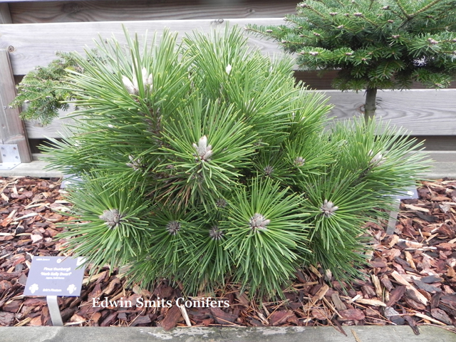 Pinus thunbergii 'Herb Kelly Dwarf'